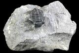 Detailed Gerastos Trilobite Fossil - Morocco #134097-1